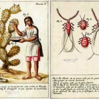 Cochineal